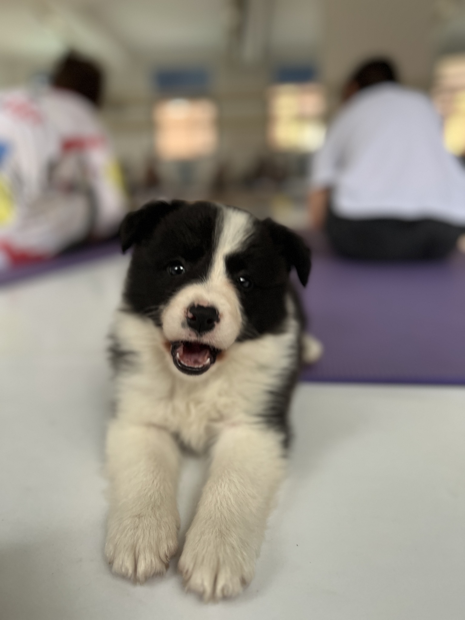 Jóga se štěňátky, pets yoga, puppy yoga, štěněcí jóga