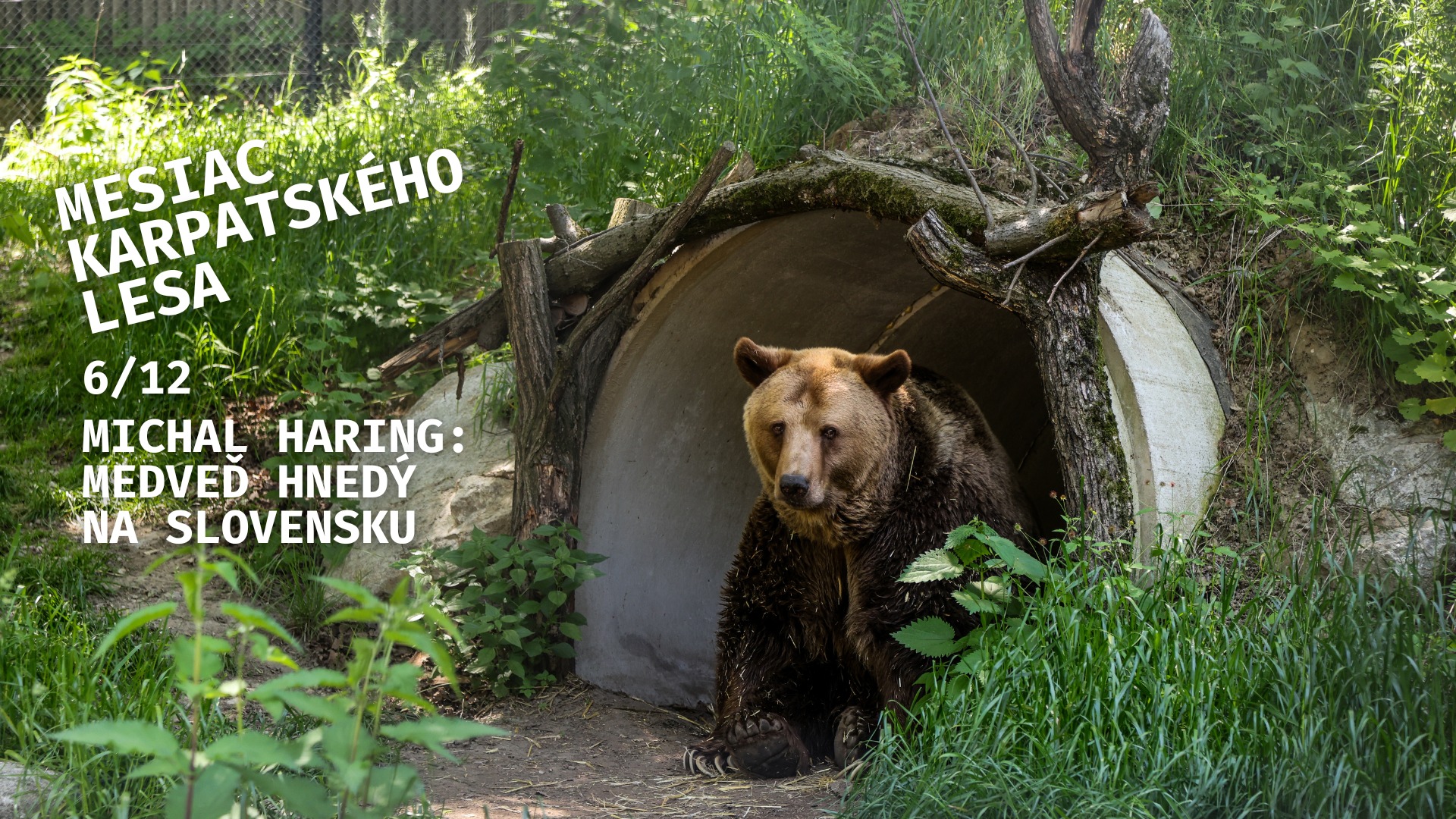 Mesiac Karpatského lesa: 🧸Medveď hnedý na Slovensku