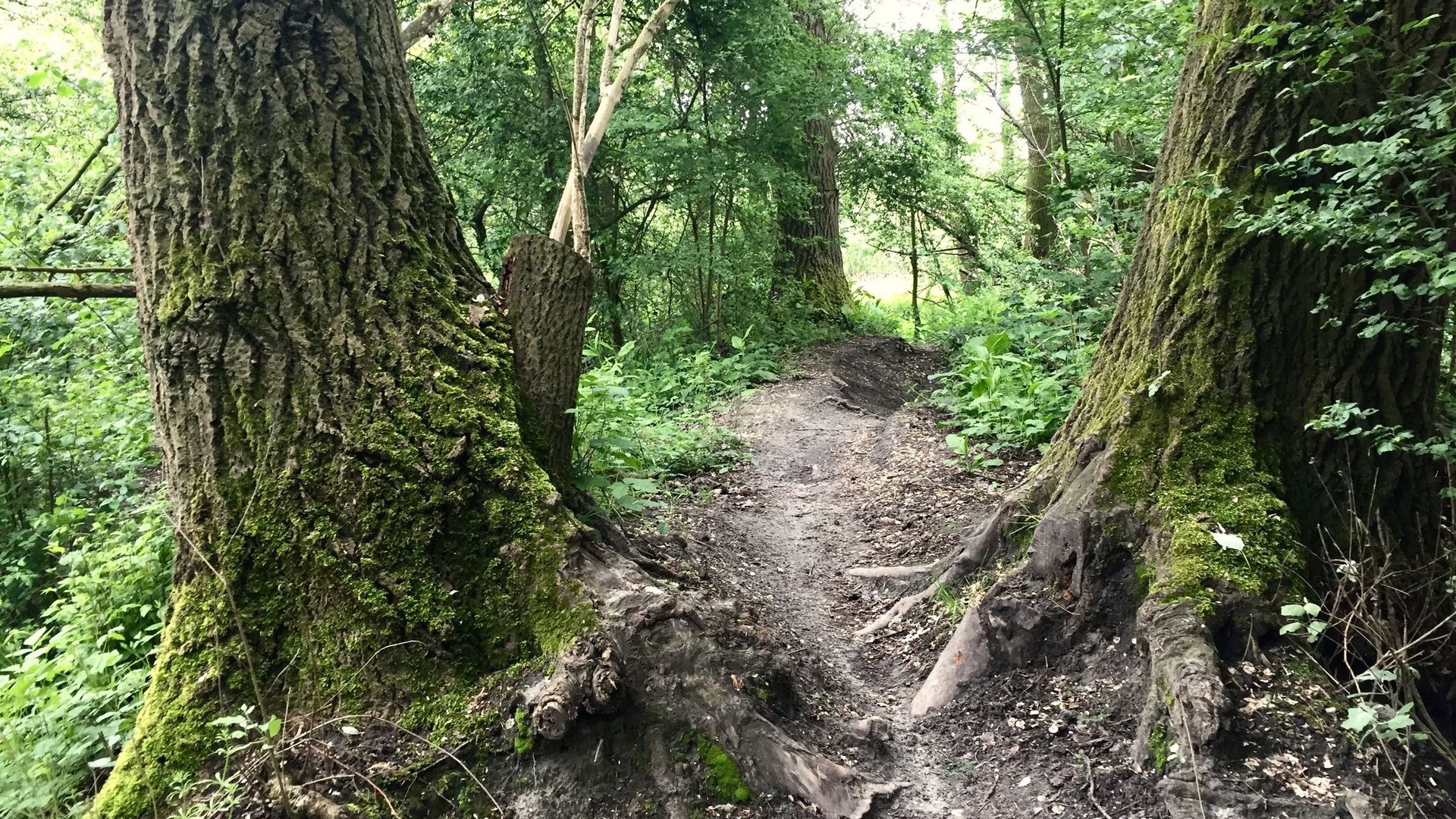 Wonder Walk Amsterdam Noord - 🌿 Switch off your phone, switch on your senses!