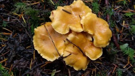 Mushroom Hunting 101