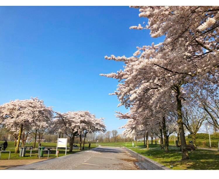 🌸Cherry Blossom Yoga Westerpark🌸