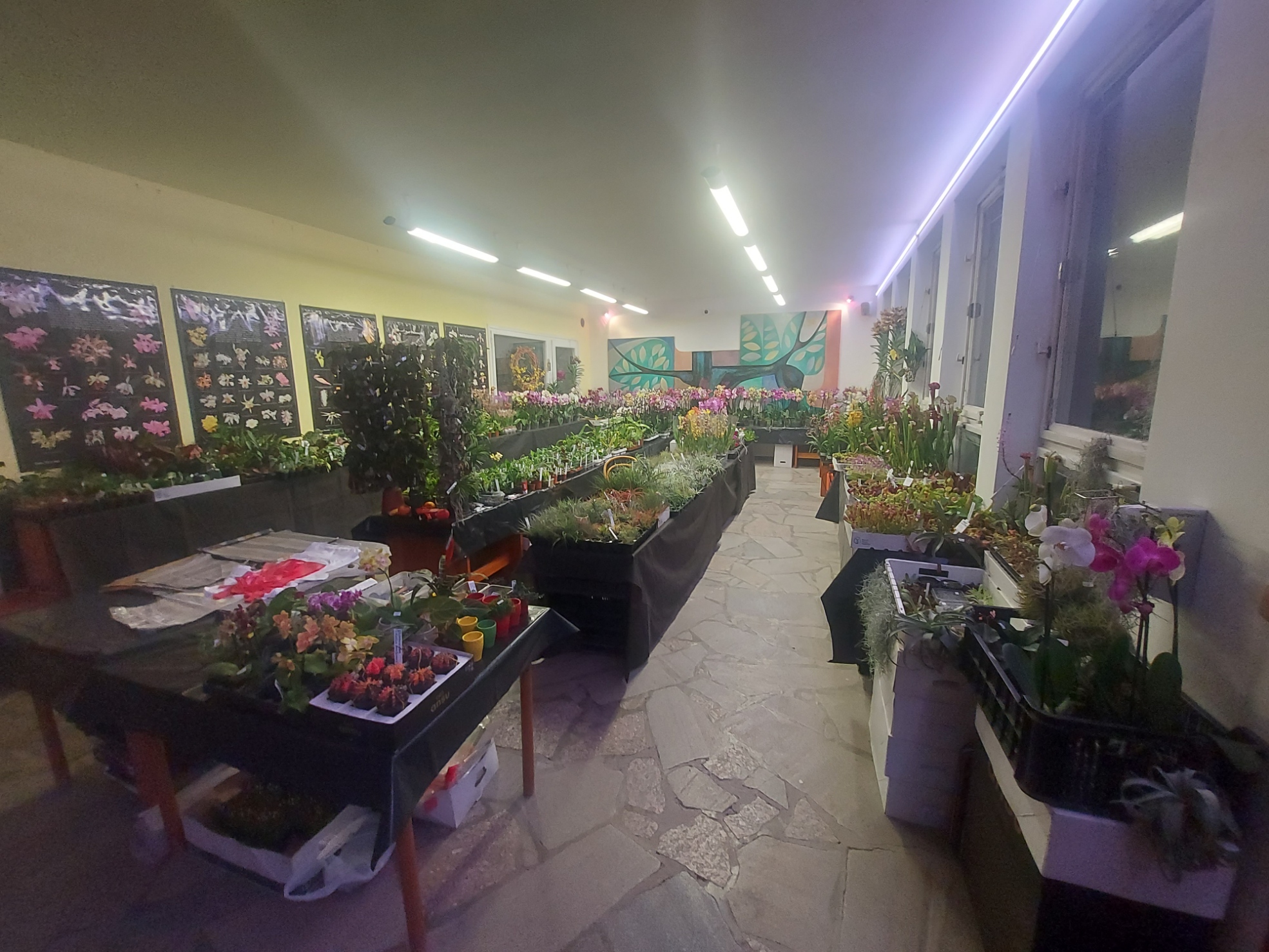 TERRA KORUNA Prodeje Orchidejí, Masožravek a Tropických rostliny na Terária