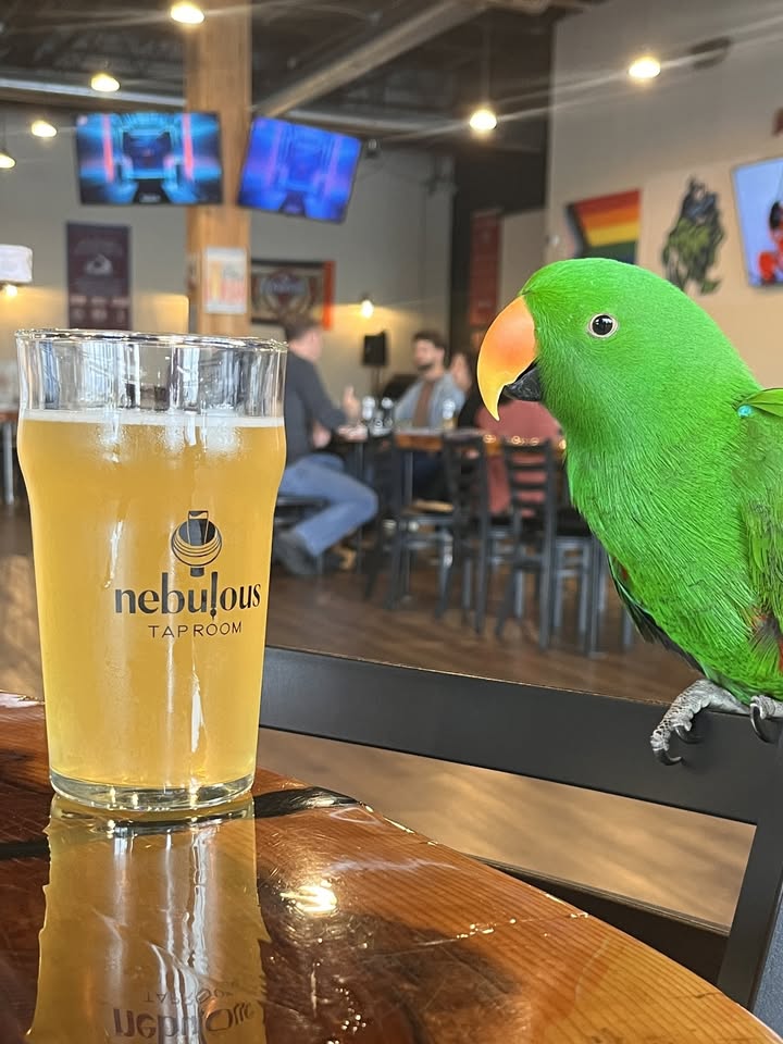 Bird Nerd Trivia