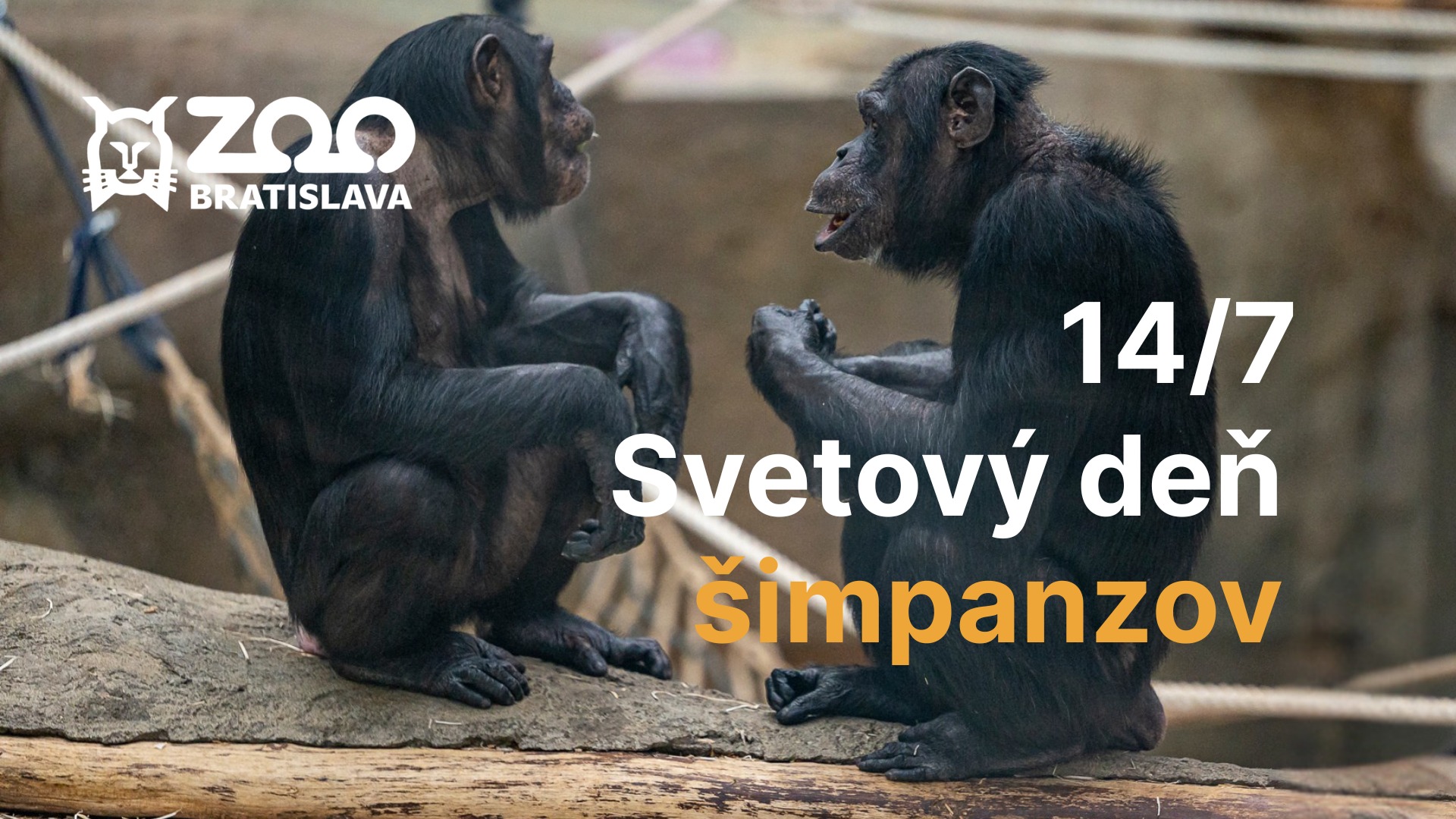 🦍 Svetový deň šimpanzov v zoo