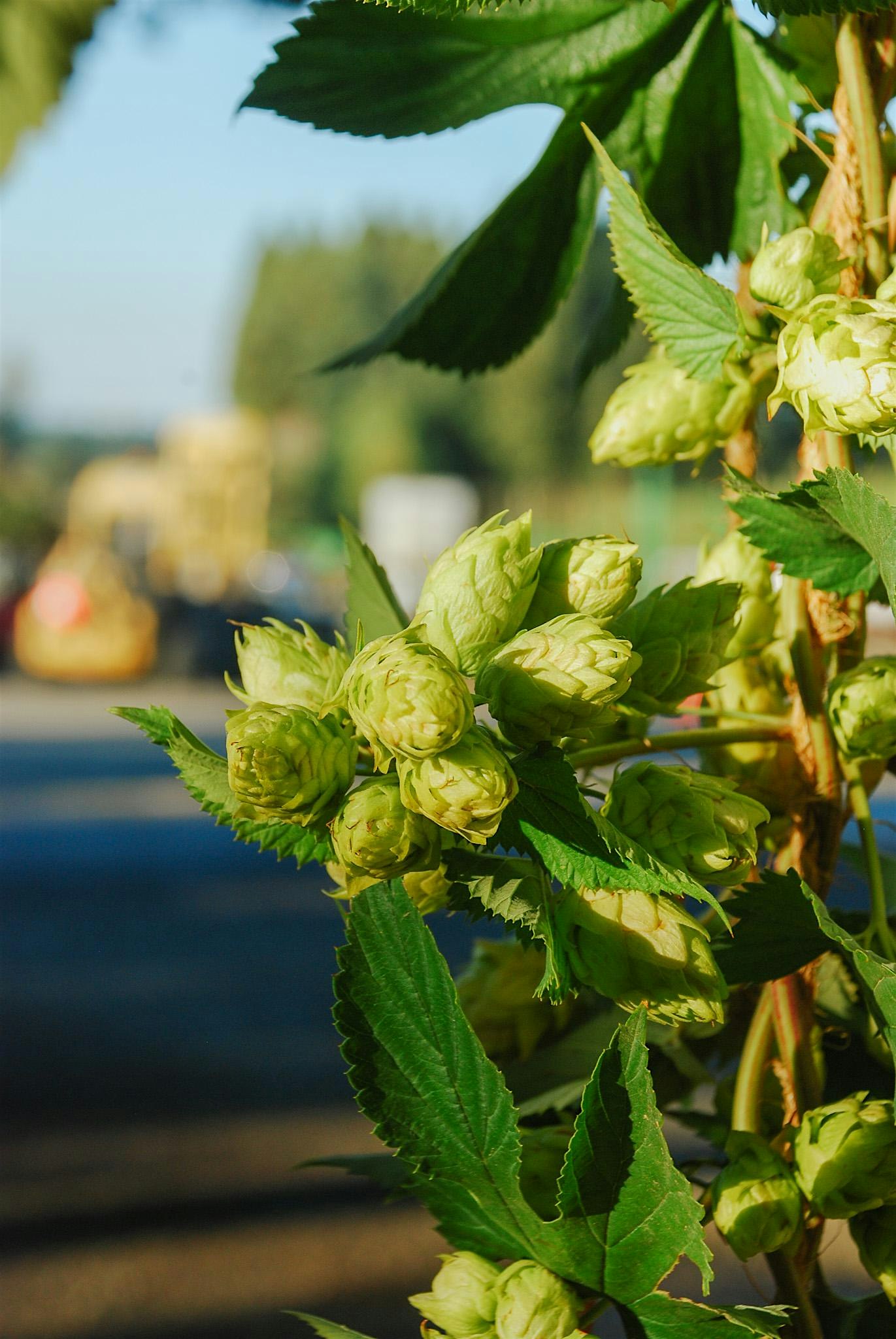 Fresh Hop Release!
