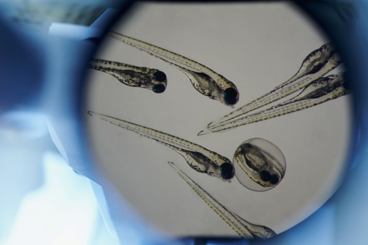 Science Pub: Zebrafish – A Window to Human Neurobiology