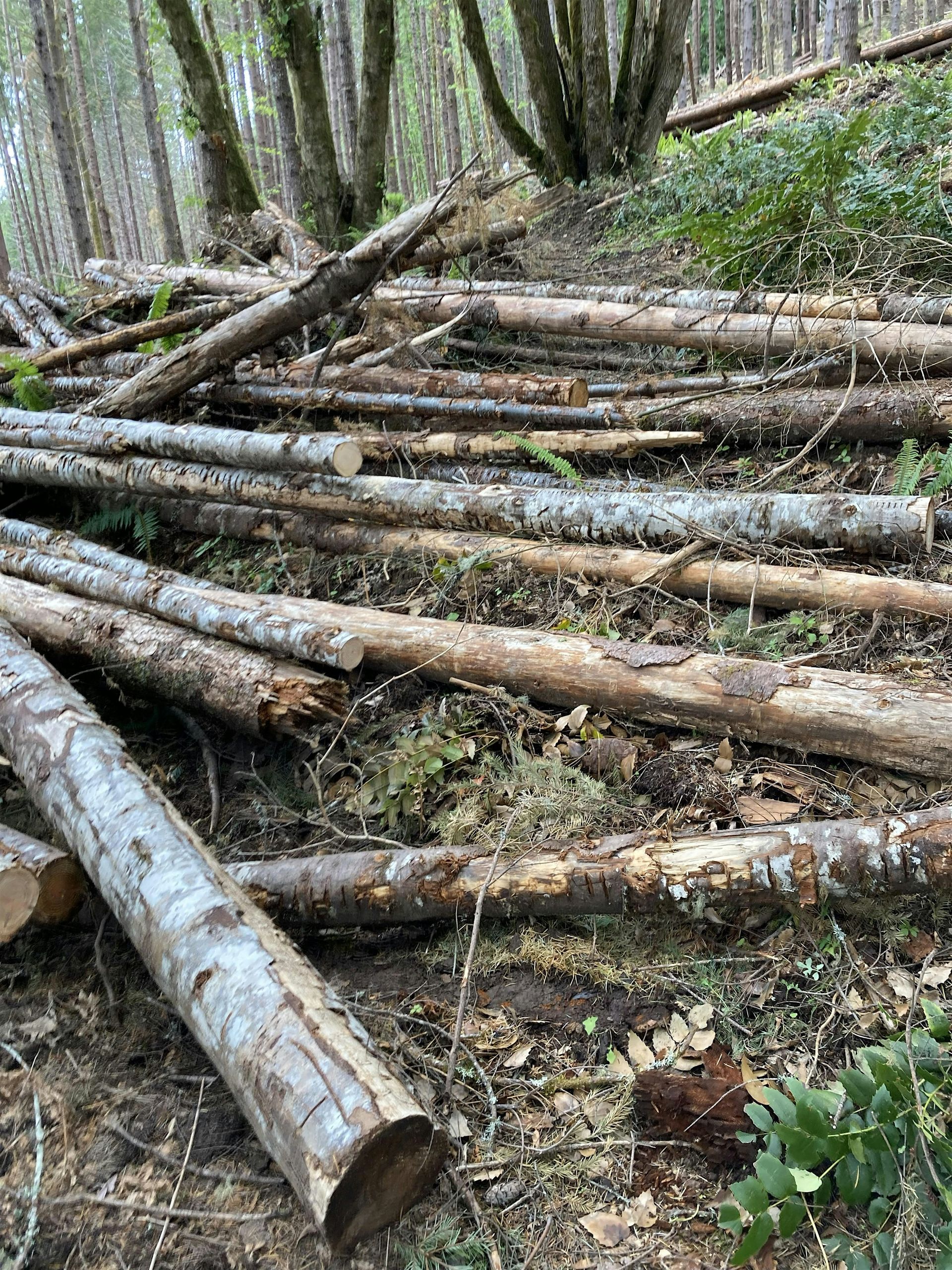 Stub Trail Restoration Day: 01/31
