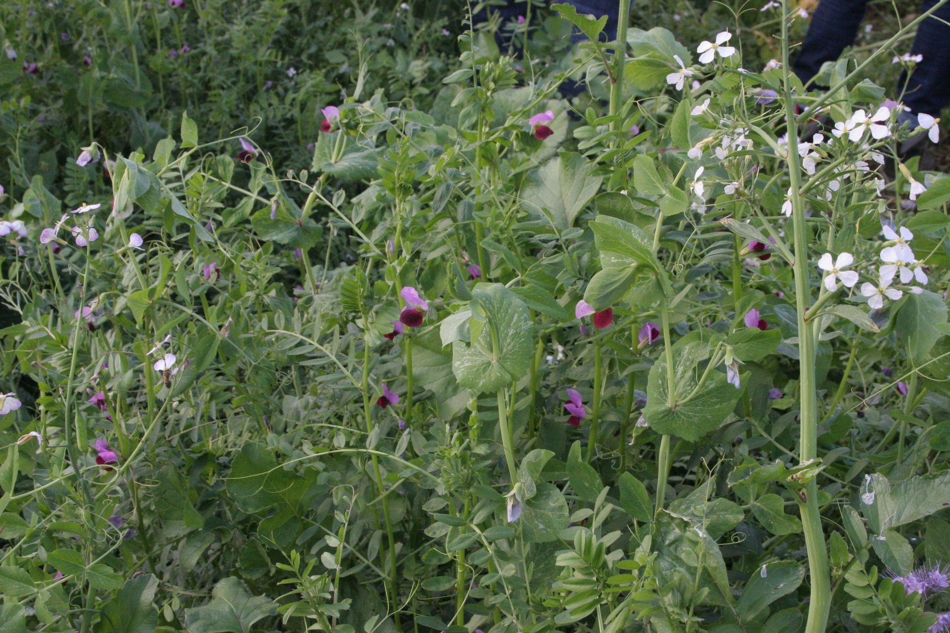 Cover crops: A simple way to improve your soil and crops