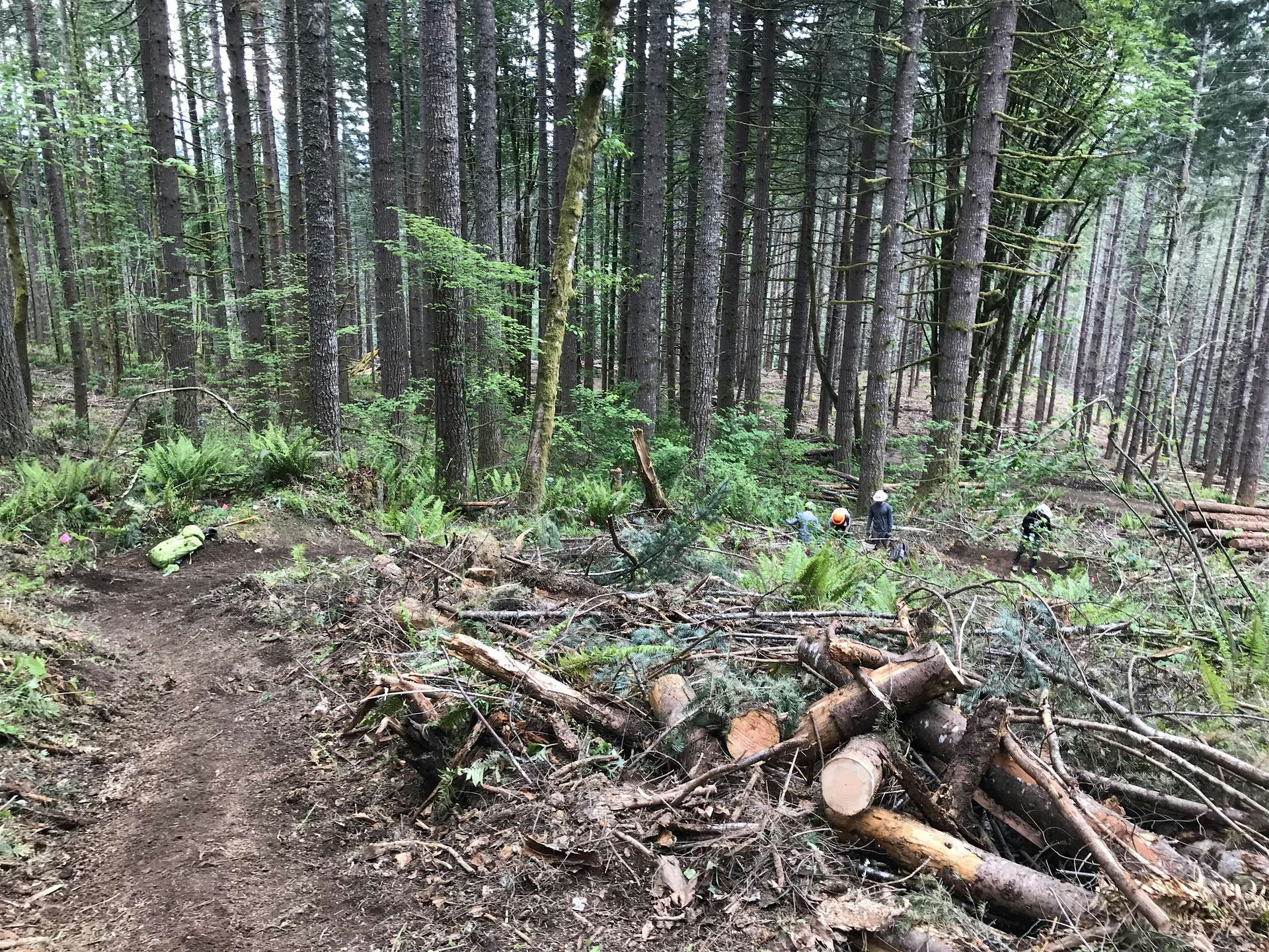 Stub Trail Restoration Day: 01/17