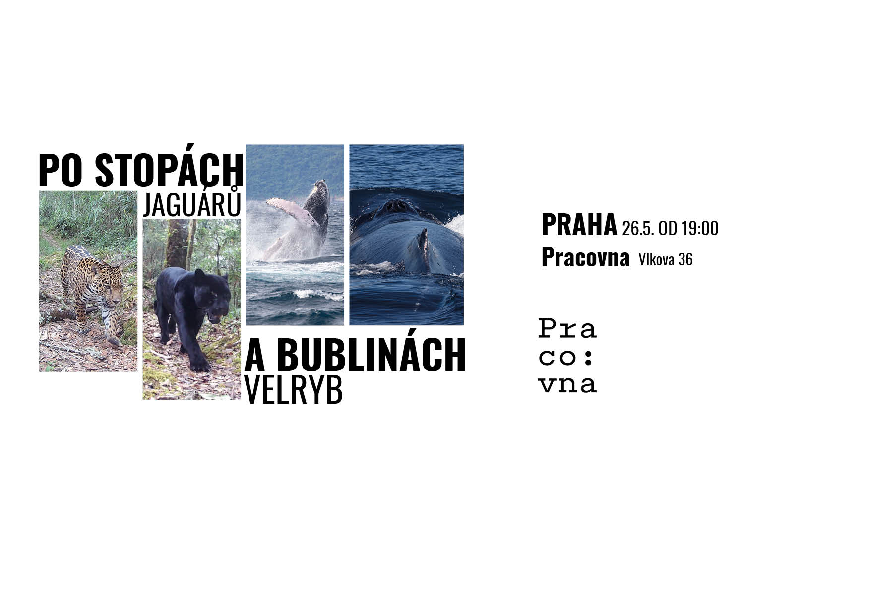 Po stopách jaguárů a bublinách velryb