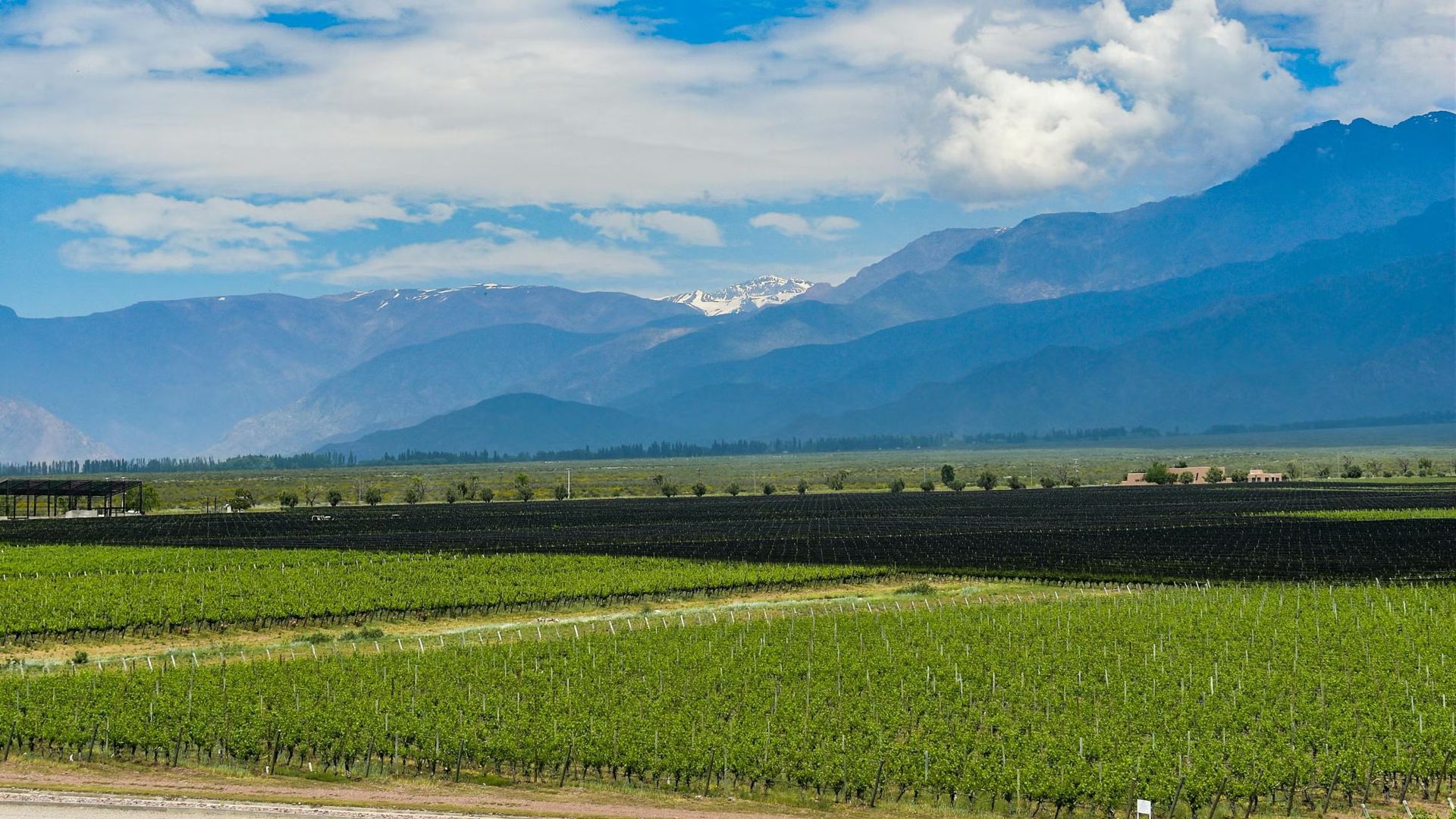 Mendoza Reds!