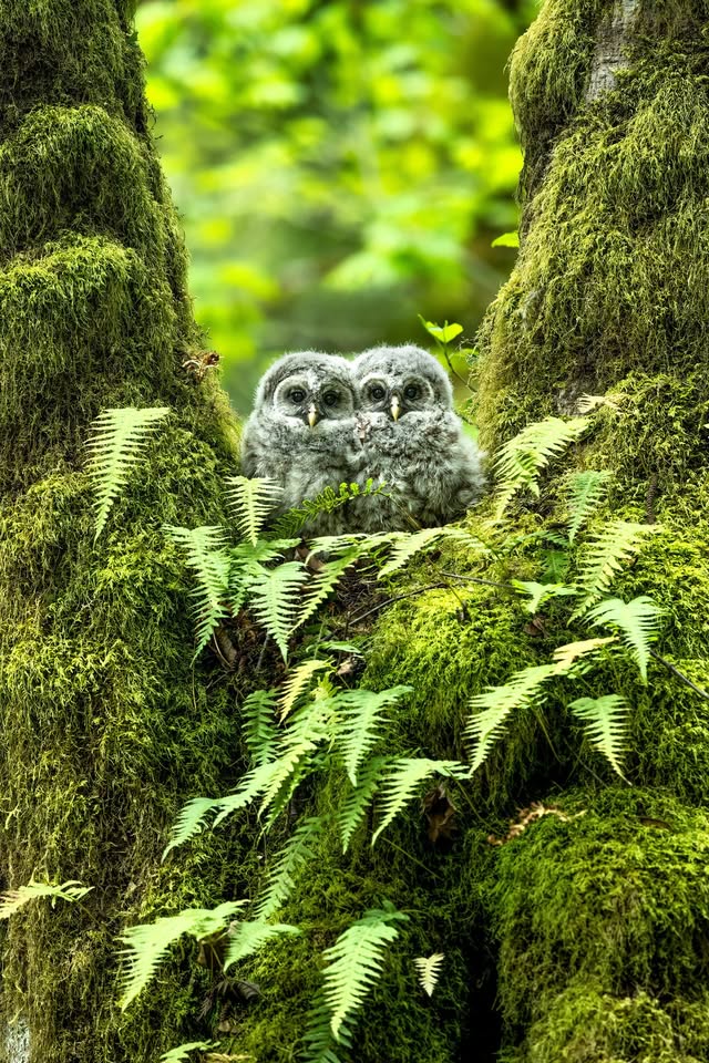 Green Friday