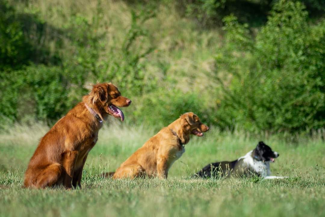 Tréninkové zkoušky obedience
