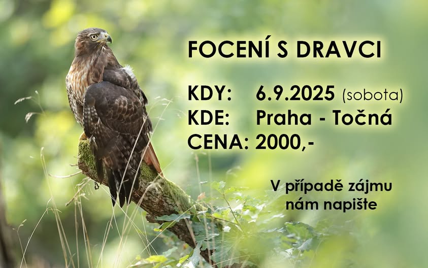 Focení s dravci