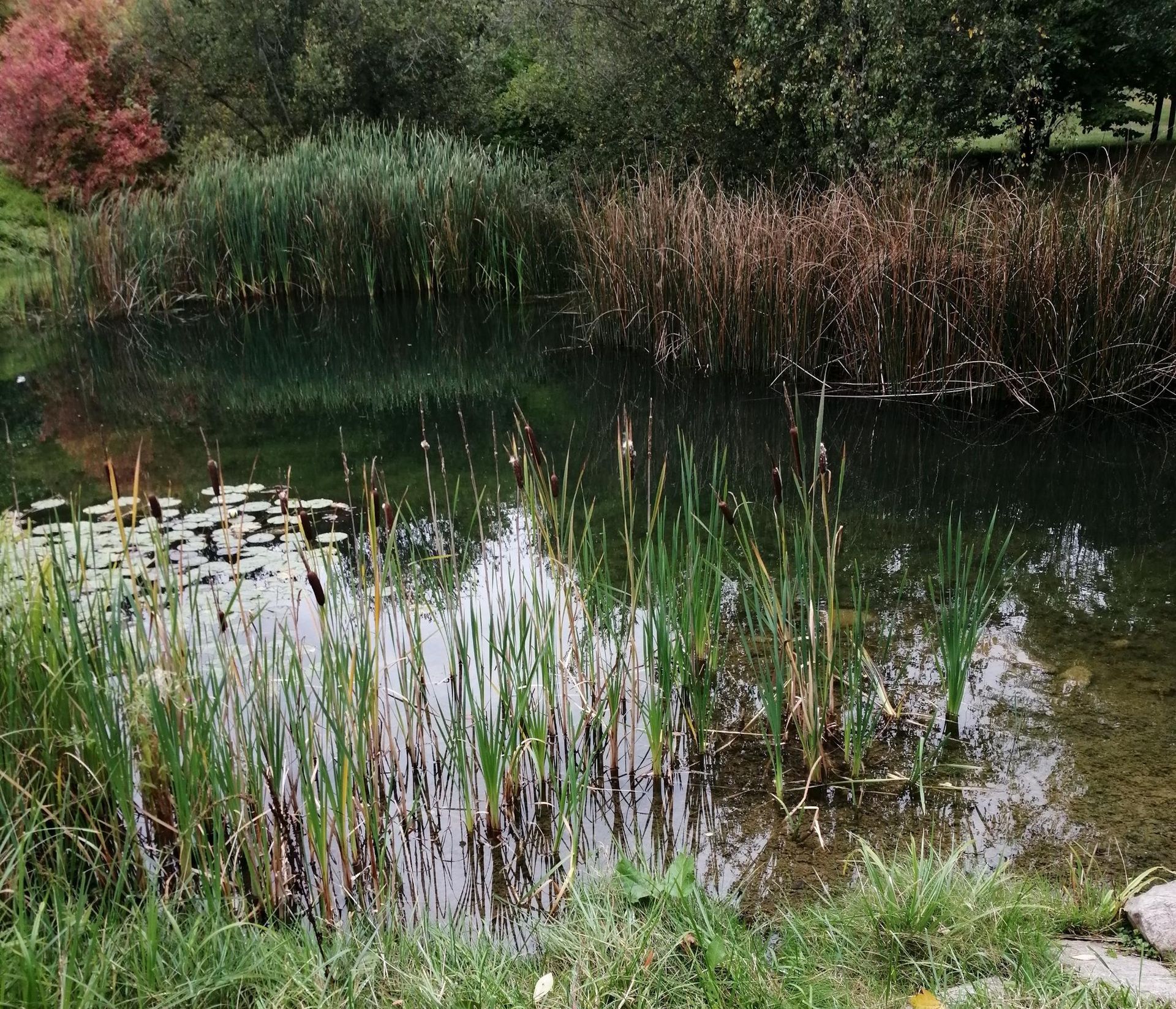 Urige Sumpflandschaft mit besonderer Fauna und Flora - Das Tegeler Fließ