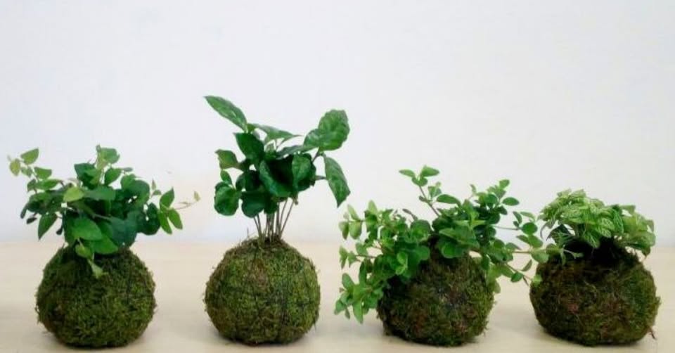 Kurz KOKEDAMA - tvorba vlastní  KOKEDAMY-mechové koule