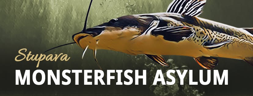 Exkurzie Monsterfish asylum