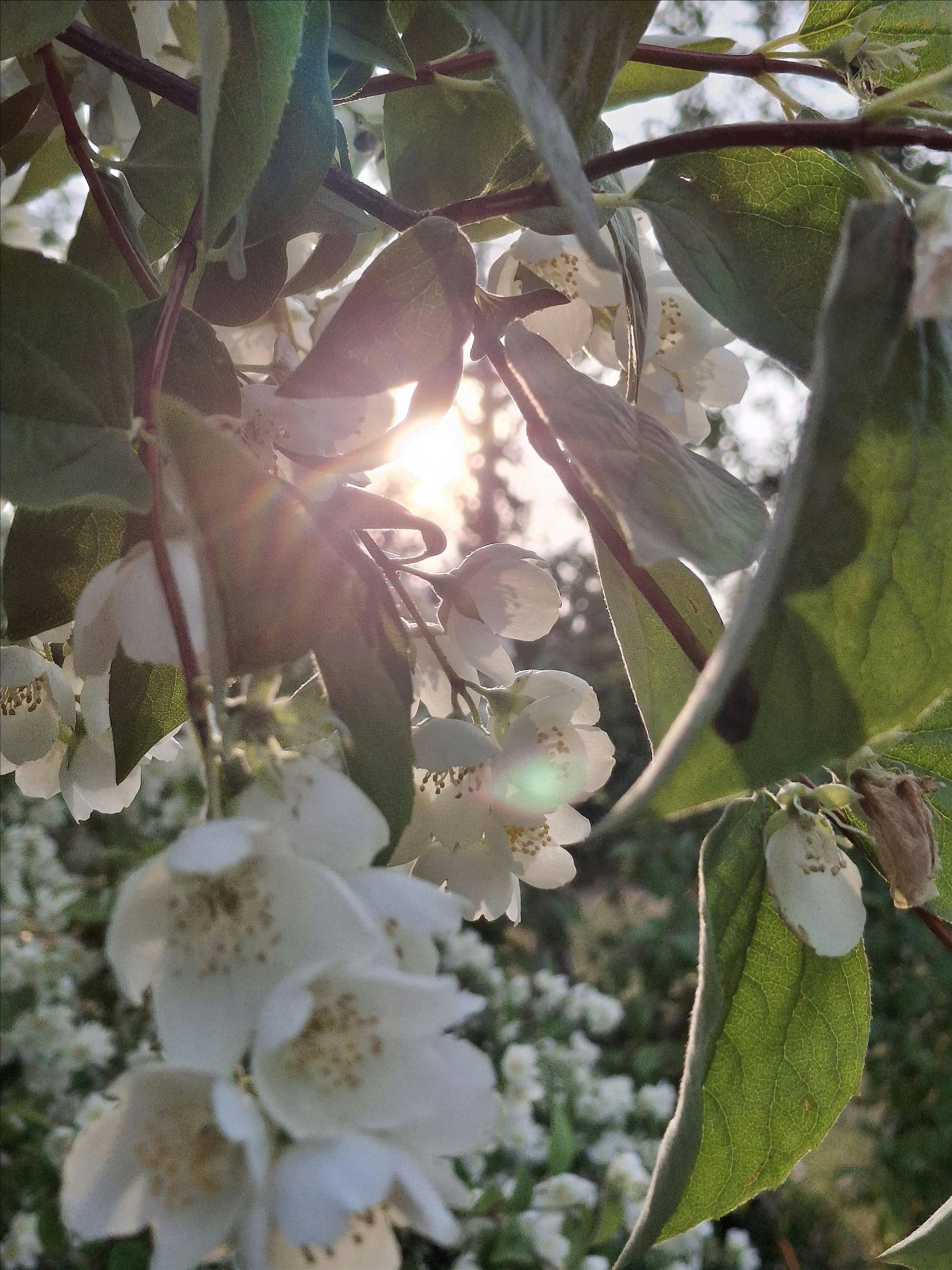 Rise & Shine - Meditationen zur Aktivierung der Selbstheilungskräfte
